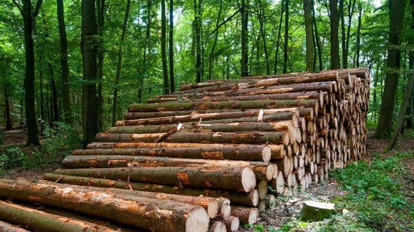 Holz ist der Rohstoff für den Fertighausbau. Foto: stock.adobe.com