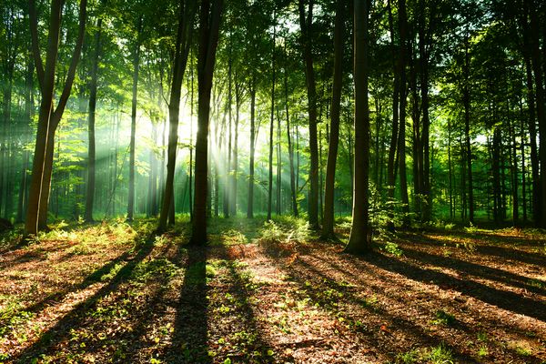 Der Wald als CO2-Speicher