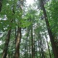 Kohlenstoffzyklus des Waldes