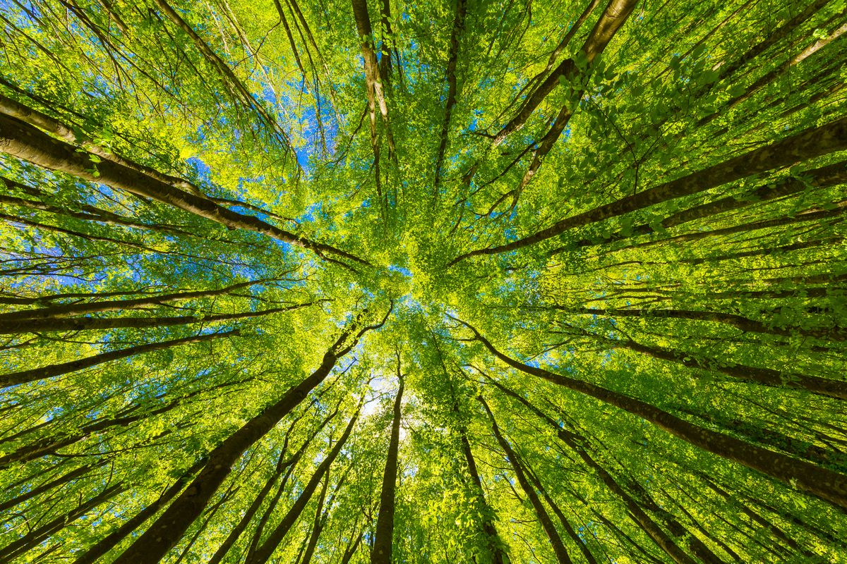 Ökologisches und wohngesundes Bauen mit Holz